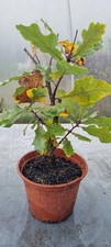 Eichen-Prebonsai,  Eichenbaum , Quercus  sp.  im 1 Liter Topf