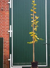 Linde Sommerlinde Tilia platyphyllos 150-200 cm im 7,5 Liter Container