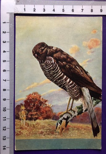 Künstlerkarte raubvogel - künstlerkarte,