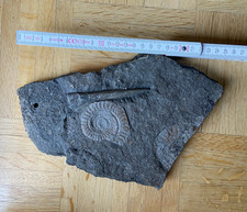 Ammonit und Belemit Versteinerung Platte Schiefer