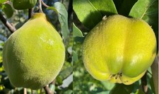 Duo Süßquitte, Ayva Shirin