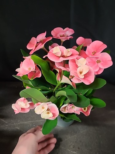 Euphorbie euphorbia milii - milii, thai
