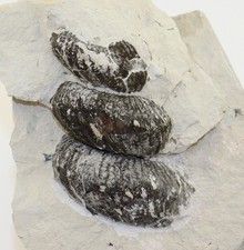 Ammonit, Euskadiceras