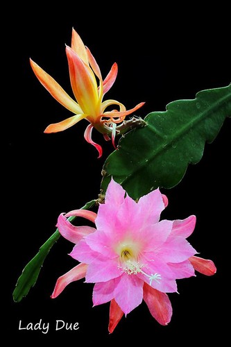 Epiphyllum epicactushybride - epiphyllum,