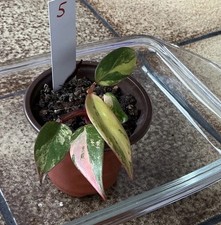 Philodendron Strawberry Shake