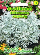 Greiskraut silberzwerg rabatte - greiskraut,