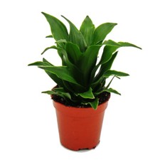 Mini-Pflanze - Dracaena
