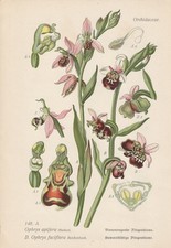 Bienen-Ragwurz (Ophrys