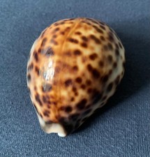 CYPRAEA MAURITIANA Tigermuschel
