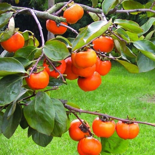 Diospyros kaki sharon kakibaum - sharon,