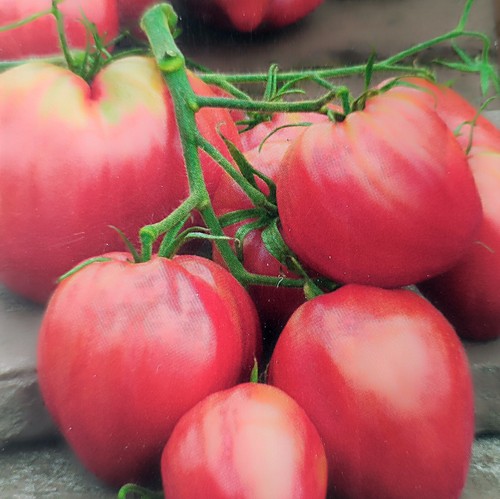 Samen tomate ochsenherz - samen,