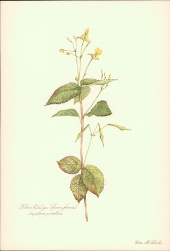 Kleinblütiges springkraut - kleinblütiges,
