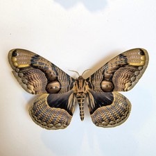 Brahmaea SP. die Eulenmotte