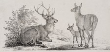 R. WINTER (1784-1852), Rehfamilie auf einer Wiese rastend, Lithographie