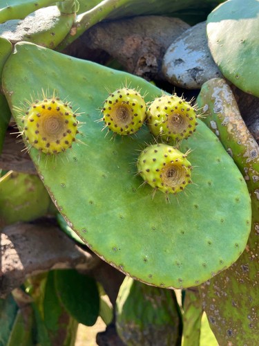 Opuntia ficus indica - opuntia, ficus-indica