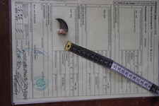 Schwarzbärkralle Bärenkralle