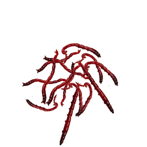 Rote jumbo mückenlarven - 6x,