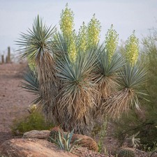 Yucca rigida 'Blue Yucca'