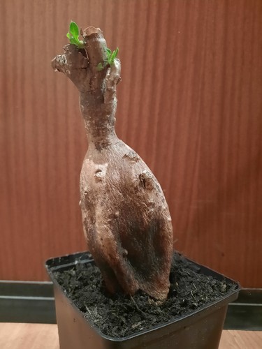 Pachypodium bispinosum neu - l,