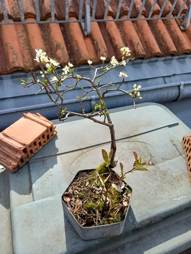Bonsai outdoor schlehe - bonsai,