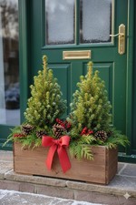 Zuckerhutfichte,Picea glauca ‘Conica’,immergrünes Bäumchen,für Winterdeko,Garten