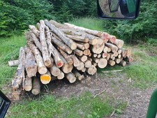 Buche Stammholz frisch