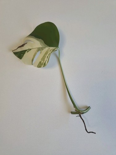 Seltene monstera deliciosa - seltene,