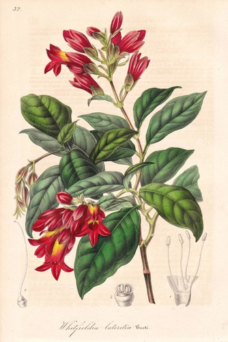 Whitfieldia lateritia sierra - whitfieldia,