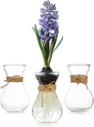 Hyazinthenglas propagation - hyazinthenglas,