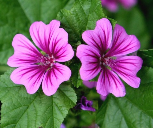 Samen mauretanische malve - samen,