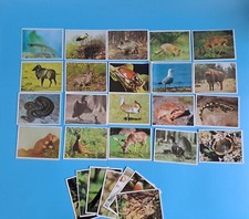 DDR Technikus Sammelbilder "Tiere" Konvolut 80er Jahre 27 Stück