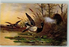 39798538 - Flugenten Seerosen