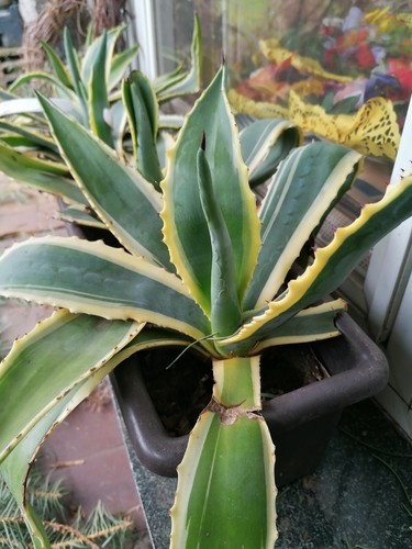 Bio agave americana varigata - americana, 6