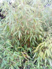 Bambus Jumbo Fargesia murielae Jumbo  40-60 cm