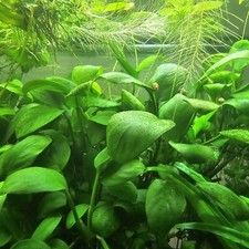 Anubia Anubias Barteri Wasser