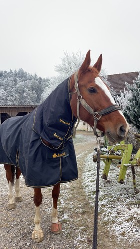 Pferdewinterdecken bucas irish - pferdewinterdecken,
