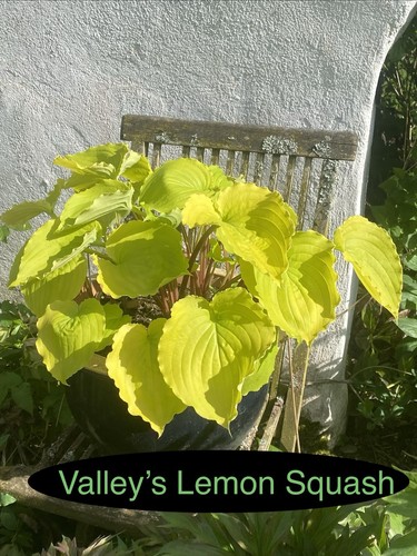 Hosta valleys lemon squash - valleys,