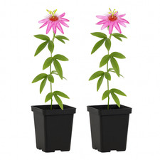 Exotenherz Kletterpflanzen Passionsblume Passiflora Anastasia  2er Set 11cm Topf