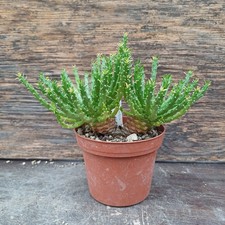 Euphorbia caput medusa Doppelkopf own roots