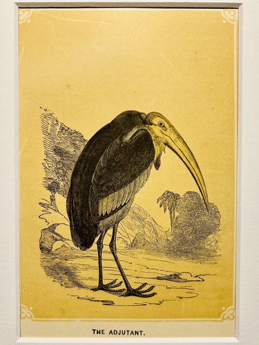 Adjutant vögel ornithologie - adjutant,