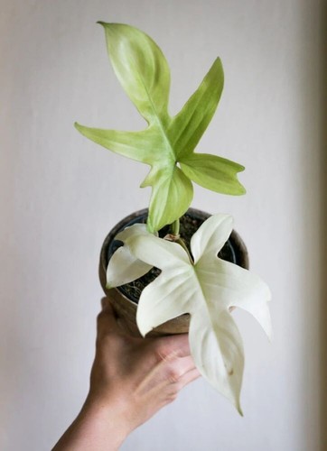 Sale2264 philodendron florida - philodendron,