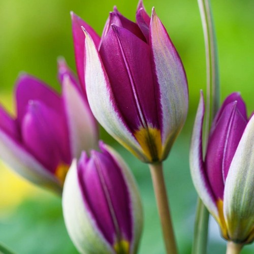 Tulpen blumenzwiebeln zwiebeln - blumenzwiebeln,