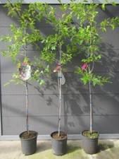 Ziziphus jujuba - große chinesische Dattel - winterharte Pflanze 150-170cm