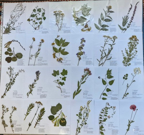 Herbarium pflanzen - herbarium, 40