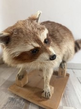 Waschbär Tierpräparat