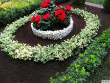 Pflanzschale Kreis Gitter Garten Grabschmuck Grabgestaltung Ø 38 cm