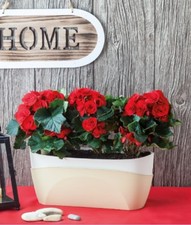 Blumenkasten Kräutertopf