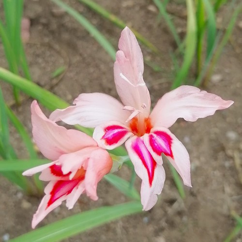 Gladiolus - @,