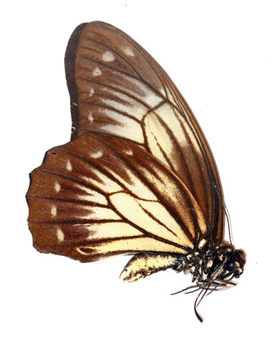Lepidoptera papilionidae - lepidoptera,,