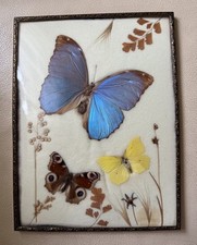 Bild echte schmetterlinge - echte,